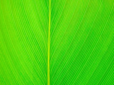 Soyut yeşil Yaprak Dokusu arkaplanı