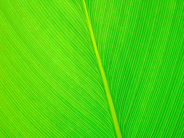Абстрактный Зеленый Лист Текстуры Фона — стоковое фото