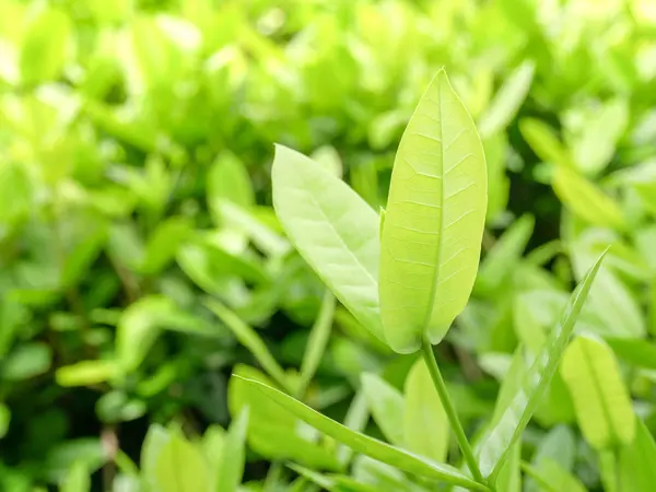 Натуральные Зеленые Растения Фон Обои — стоковое фото