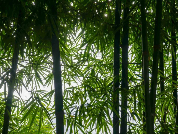 Hintergrund Textur Grüner Bambusbaum — Stockfoto