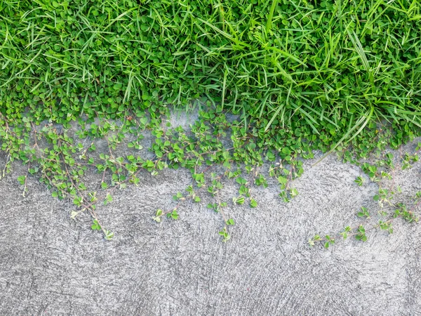 Abstract background plant on concrete wall