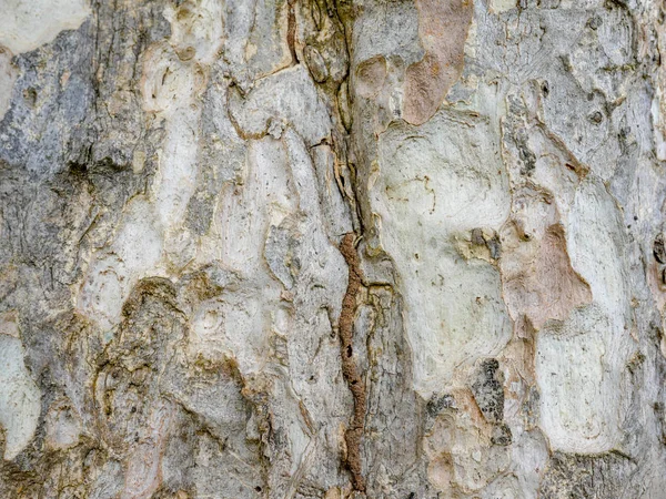 Baumrinde Holz Textur Abstrakter Hintergrund — Stockfoto