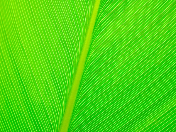 Abstracto Hoja Verde Textura Fondo —  Fotos de Stock