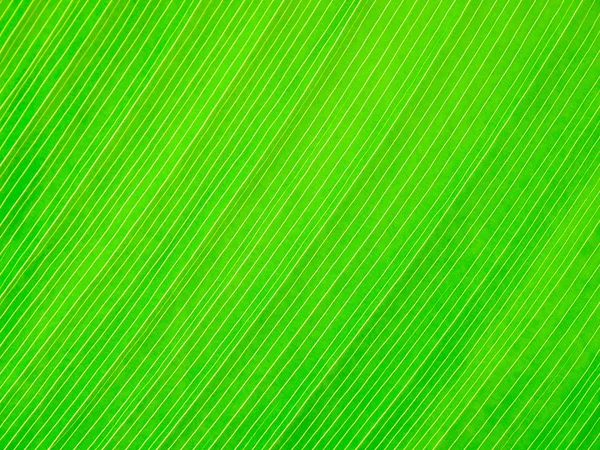 Abstract Green Leaf Texture Background — Stock Photo, Image