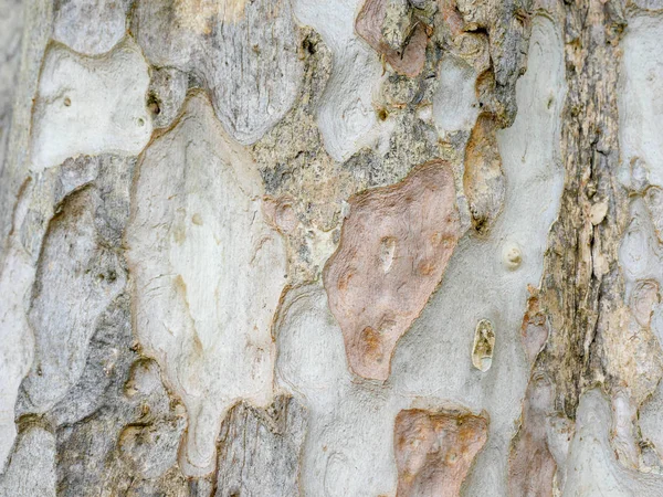 Árbol Corteza Madera Textura Fondo Abstracto —  Fotos de Stock