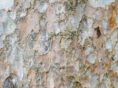 Ağaç kabuğu ahşap doku arka plan