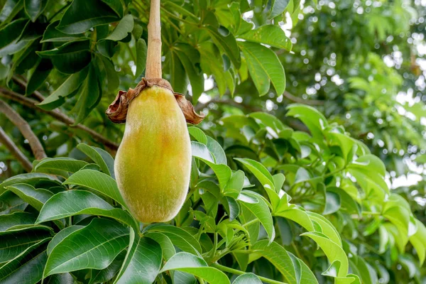 African baobab fruit or Monkey bread