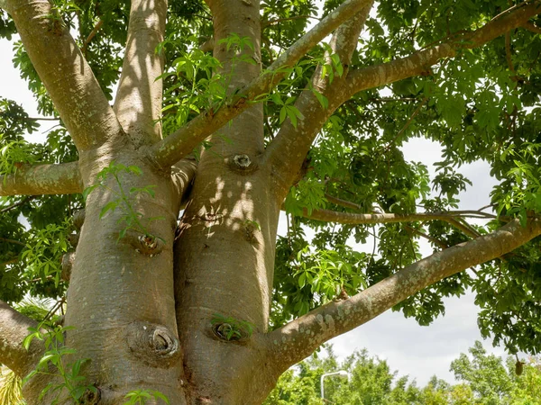 Die Äste Des Baobabbaums — Stockfoto