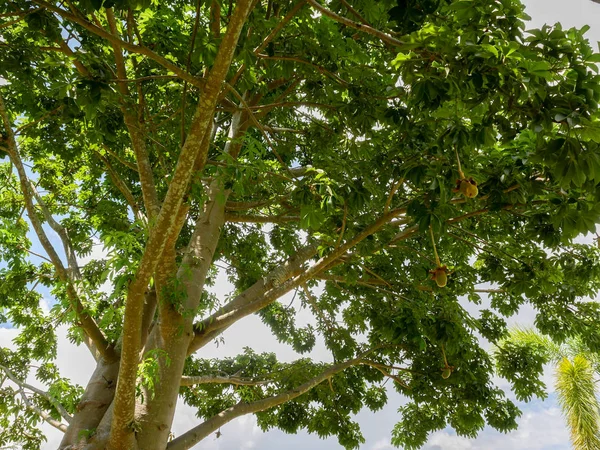 Ветви Дерева Баобаб — стоковое фото