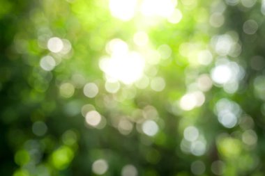 Güneşli, soyut yeşil doğa arka planı, Bokeh ışığı, doğa, bahçe, bahar ve yaz mevsimi olan Görüntü Parkı