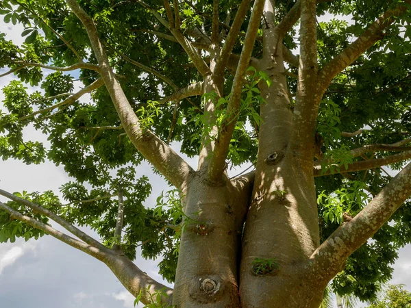 Die Äste Des Baobabbaums — Stockfoto