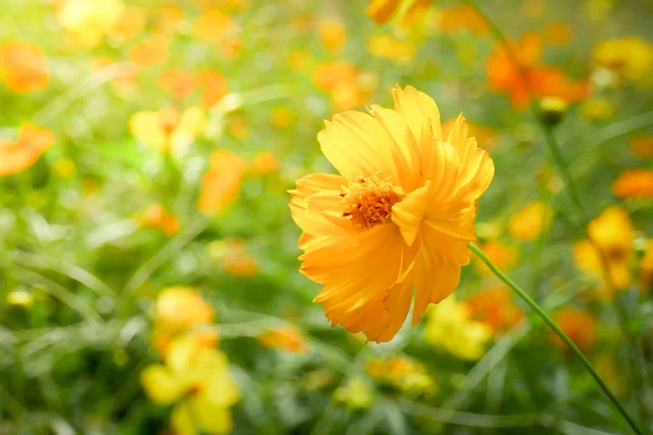 Hintergrund Schönen Jahrgang Blume Florales Blatt Naturkonzept — Stockfoto