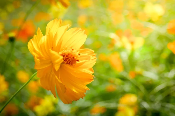 Hintergrund Schönen Jahrgang Blume Florales Blatt Naturkonzept — Stockfoto