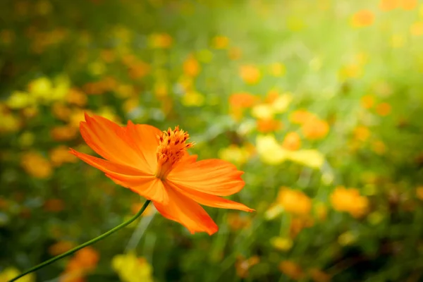 Hintergrund Schönen Jahrgang Blume Florales Blatt Naturkonzept — Stockfoto
