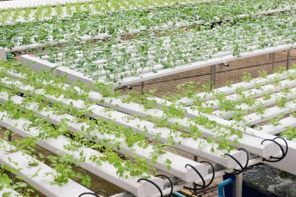 Organik Hydroponic Sebze Tarım Sera Içinde Büyüyen — Stok fotoğraf