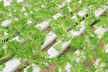 Organik hydroponic sebze tarım sera içinde büyüyen