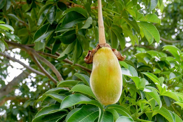 African baobab fruit or Monkey bread