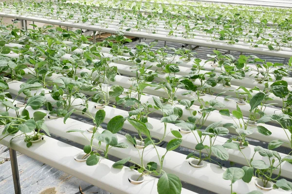 温室栽培有机水培蔬菜养殖场 — 图库照片