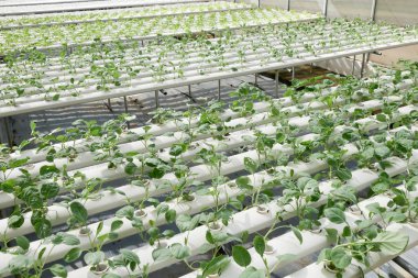 Organik hydroponic sebze tarım sera içinde büyüyen