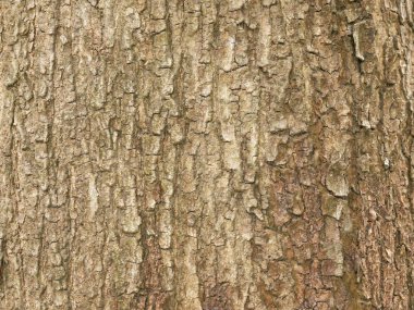 Ağaç kabuğu ahşap doku arka plan