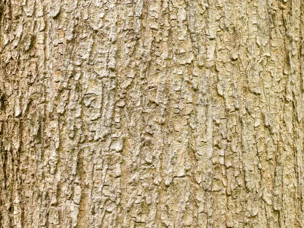 Albero Corteccia Legno Texture Astratto Sfondo — Foto Stock