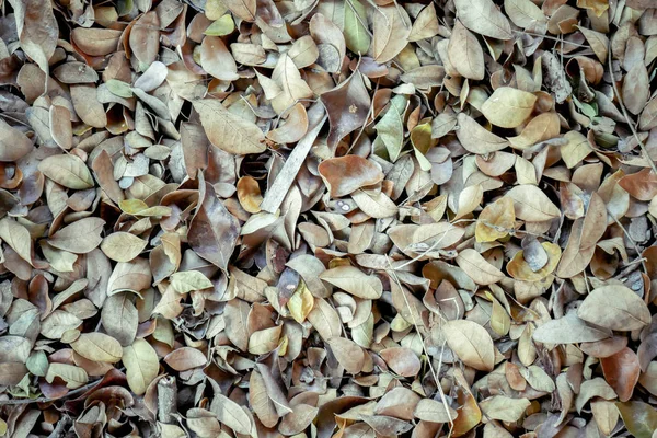 抽象的な背景テクスチャ秋落ち葉は褐色森林土で — ストック写真