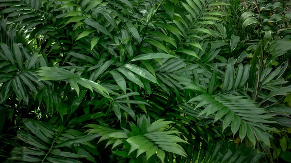 Текстура Фона Тропические Цветы Листья — стоковое фото
