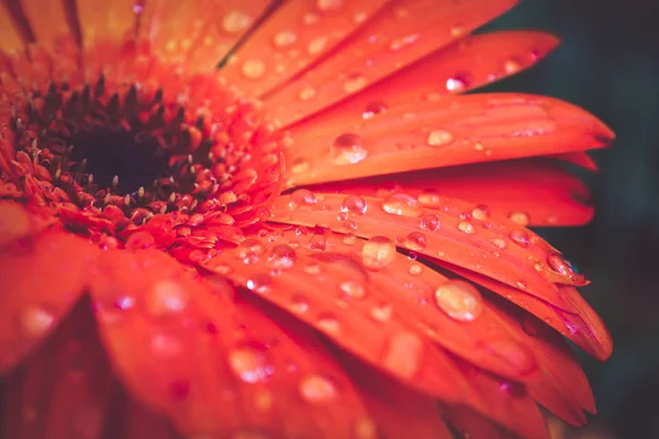 花びらでマクロ抽象的な背景テクスチャ水滴 — ストック写真