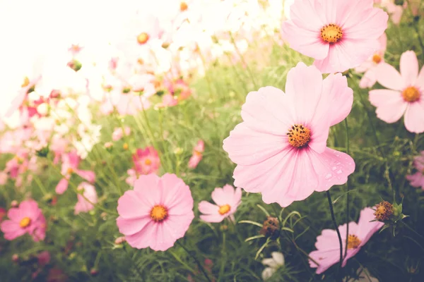 Fondo Hermosa Flor Vintage Concepto Naturaleza Hoja Floral —  Fotos de Stock