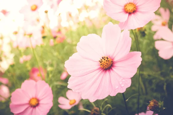 Latar Belakang Bunga Vintage Yang Indah Konsep Alam Daun Floral — Stok Foto