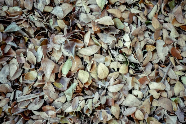 Abstrato Fundo Textura Outono Caído Folhas Solo Floresta Marrom — Fotografia de Stock