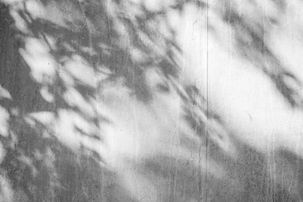 Textuador Fondo Abstracto Blanco Negro Hoja Sombras Una Pared Hormigón — Foto de Stock