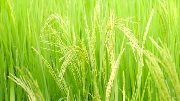Зелене Вухо Рису Рисовому Полі — стокове фото