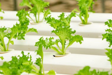 Organik hydroponic sebze tarım sera içinde büyüyen