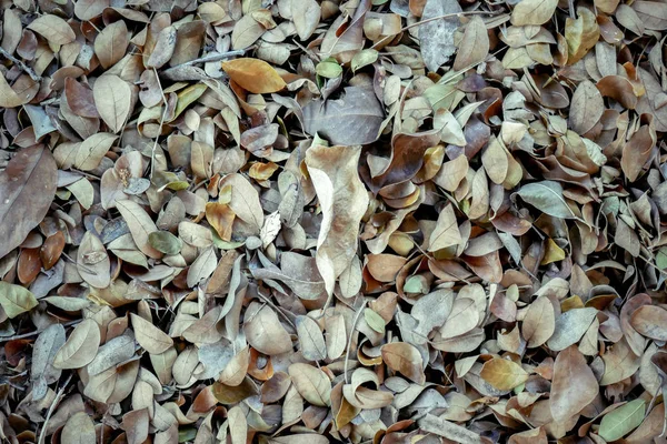 Abstraktní Pozadí Textury Podzimní Spadané Listí Hnědé Lesní Půdy — Stock fotografie