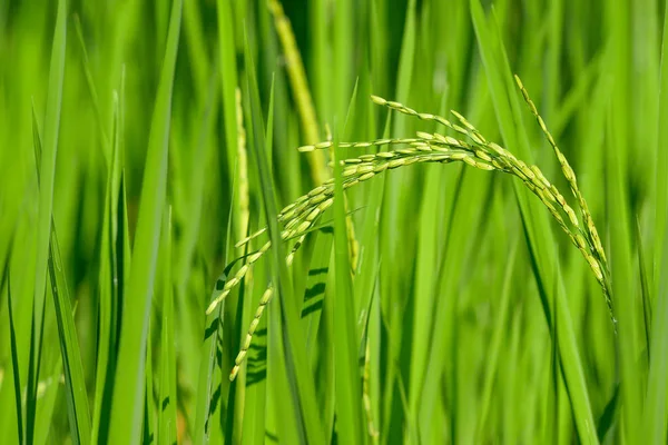 Groene Oor Van Rijst Padie Rijstveld — Stockfoto