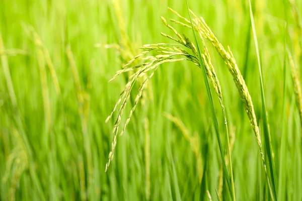 Зелене Вухо Рису Рисовому Полі — стокове фото