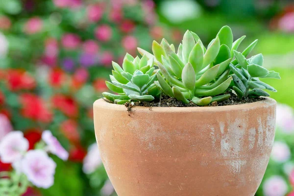 Planta Suculenta Cacto Estufa — Fotografia de Stock