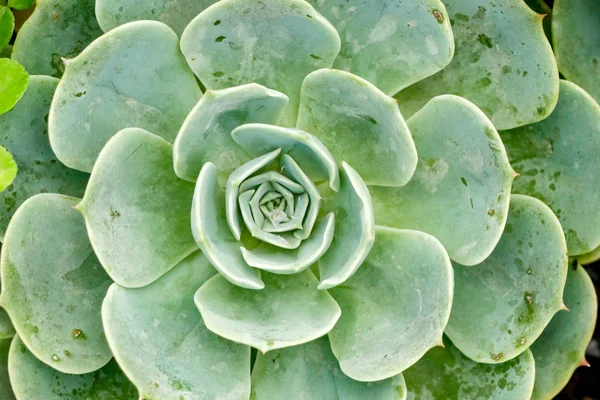 Planta Suculenta Cacto Estufa — Fotografia de Stock