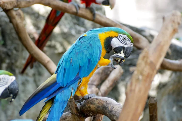 Pappagallo Con Ara Oro Blu Giallo Bellissimi Uccelli Nello Zoo — Foto Stock