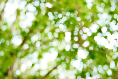 Güneşli, soyut yeşil doğa arka planı, Bokeh ışığı, doğa, bahçe, bahar ve yaz mevsimi olan Görüntü Parkı