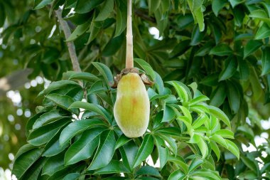 Afrika baobap meyve ya da maymun ekmek