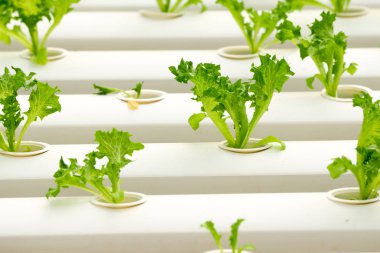 Organik hydroponic sebze tarım sera içinde büyüyen