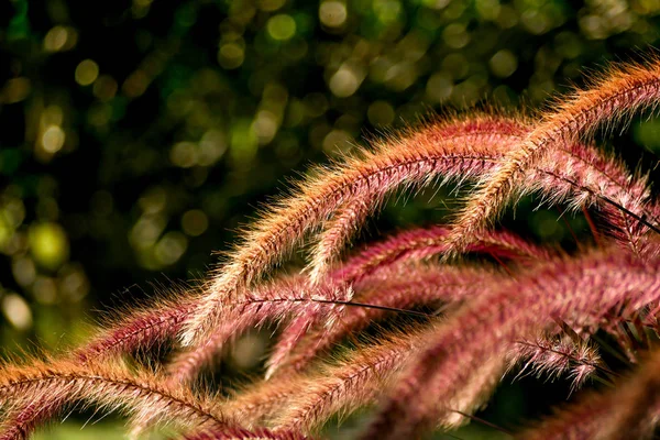 草の花の分野自然背景ソフトフォーカス — ストック写真