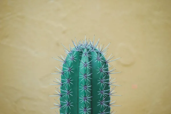 Abstracte Achtergrond Textuer Van Cactus Succulente Installatie — Stockfoto