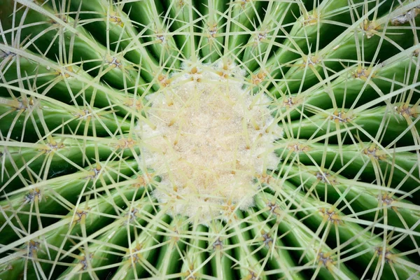 Abstract Background Textuer Cactus Succulent Plant — Stock Photo, Image