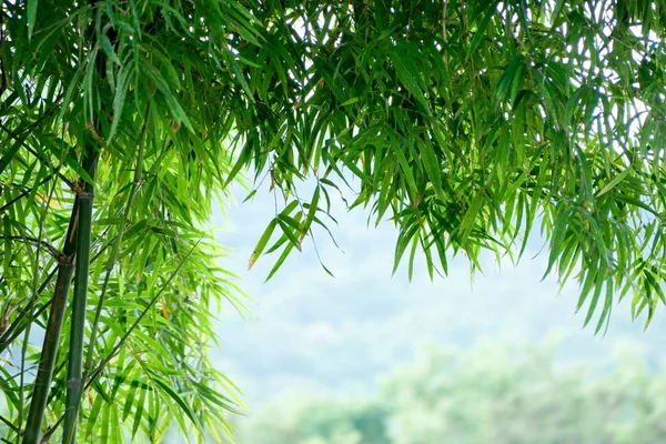 Background Texture Green Bamboo Tree — Stock Photo, Image