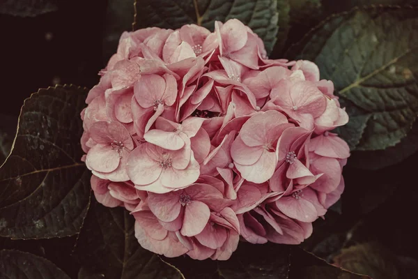 Květina Pozadí Růžový Fialový Květ Zahradě Filtr Efekt Retro Vintage — Stock fotografie