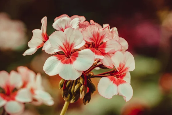 Fondo Flores Flor Rosa Púrpura Jardín Con Efecto Filtro Estilo — Foto de Stock