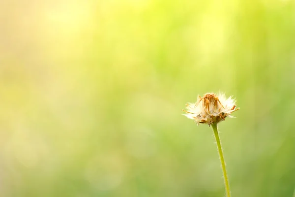 Feld Der Grasblume Natur Hintergrund Weicher Fokus — Stockfoto